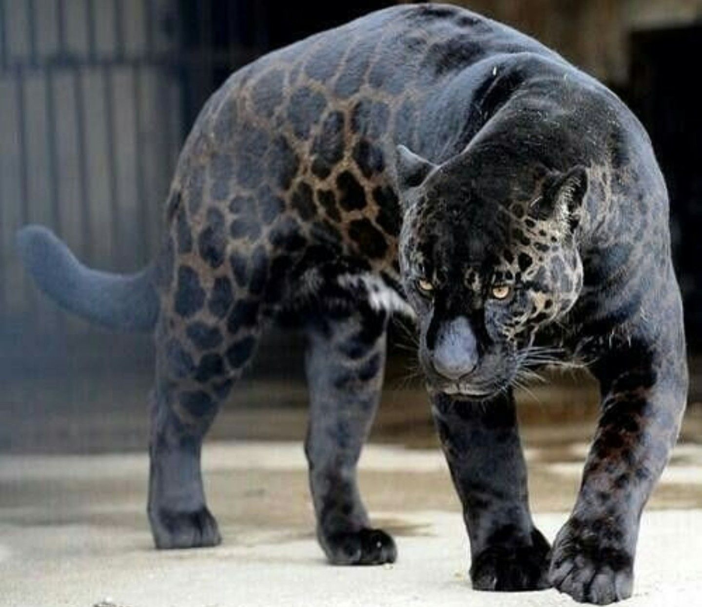 imagem de um jaguar adulto dentro de um zoologico
